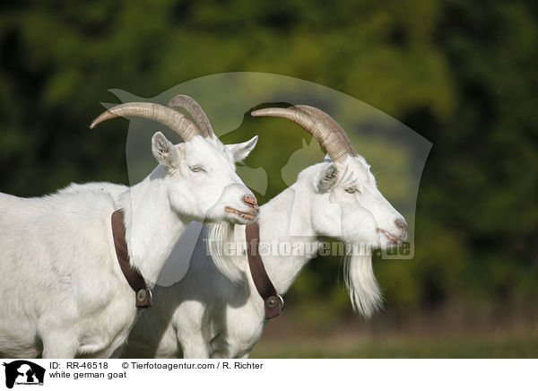 Weie Deutsche Edelziege / white german goat / RR-46518