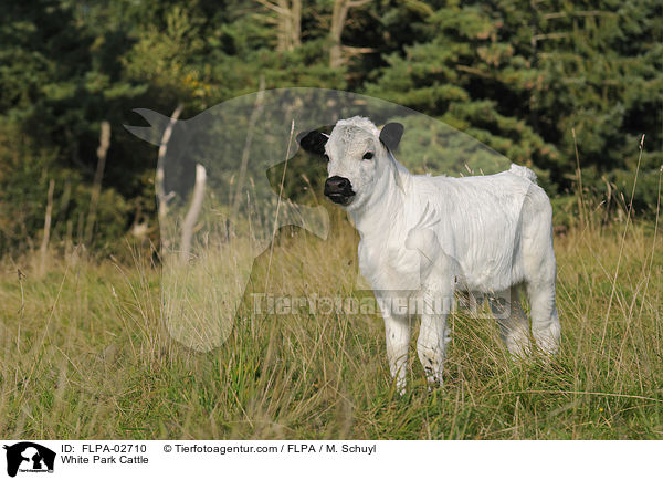 Weies Parkrind / White Park Cattle / FLPA-02710