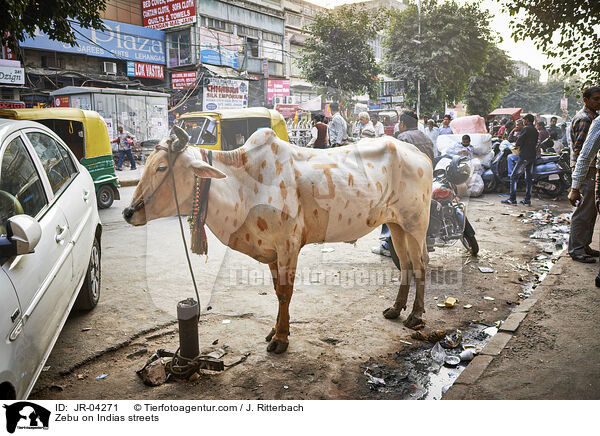 Zebu auf Indiens Straen / Zebu on Indias streets / JR-04271