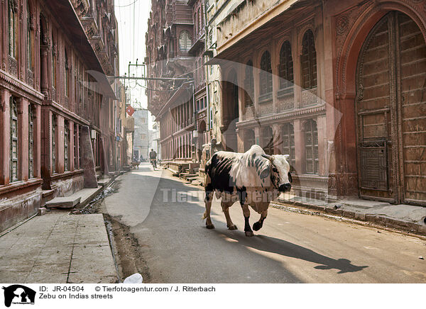 Zebu auf Indiens Straen / Zebu on Indias streets / JR-04504