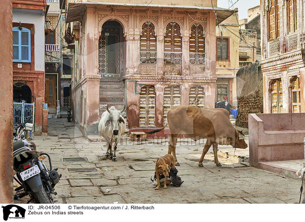 Zebus auf Indiens Straen / Zebus on Indias streets / JR-04506