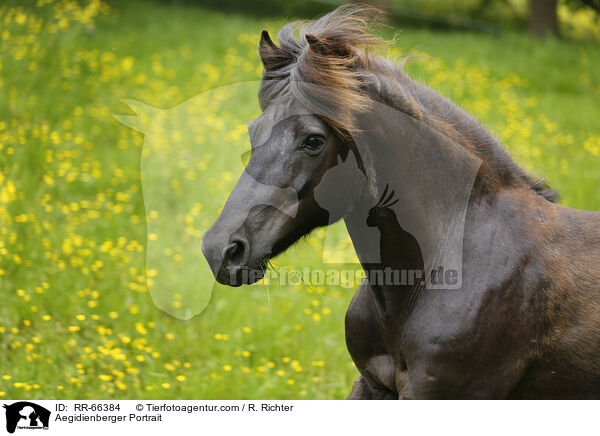 Aegidienberger Portrait / RR-66384