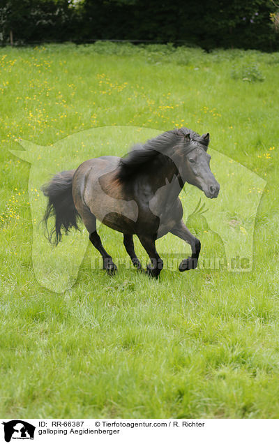 galoppierender Aegidienberger / galloping Aegidienberger / RR-66387