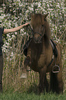 woman rides pony