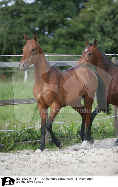 2 Achal Tekkiner / 2 akhal-teke horses / SKO-01187