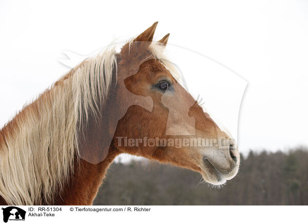 Achal Tekkiner Portrait / Akhal-Teke / RR-51304