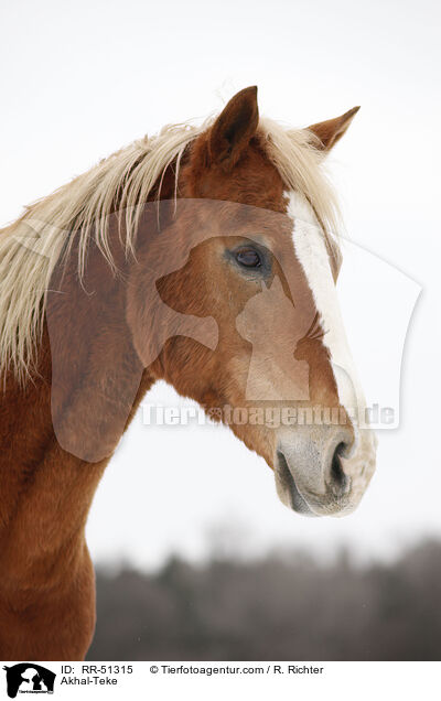 Achal Tekkiner Portrait / Akhal-Teke / RR-51315