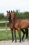 2 akhal-teke horses