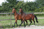 2 akhal-teke horses