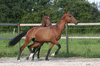 2 akhal-teke horses