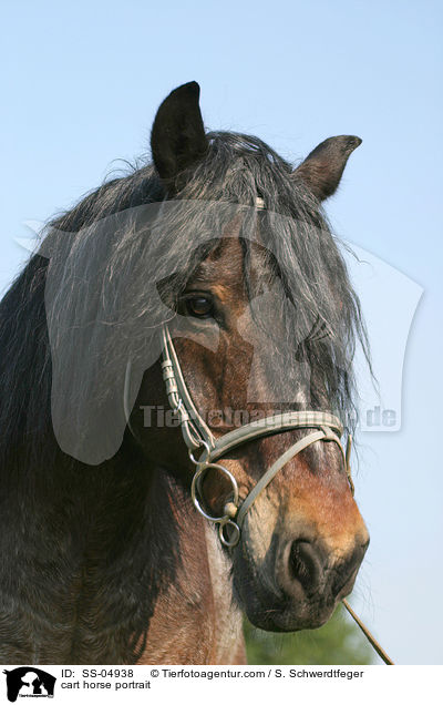 Portrait Altmrker Kaltblut / cart horse portrait / SS-04938