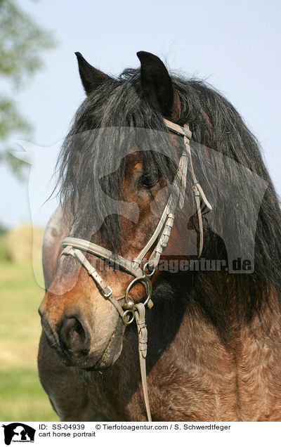 cart horse portrait / SS-04939