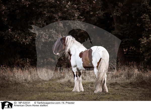 American Drum Horse Hengst / American Drum Horse stallion / NP-02031