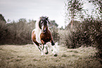 American Drum Horse stallion