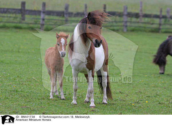 American Miniature Horses / BM-01738