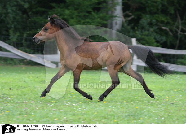 trabendes Amerikanisches Miniaturpferd / running American Miniature Horse / BM-01739