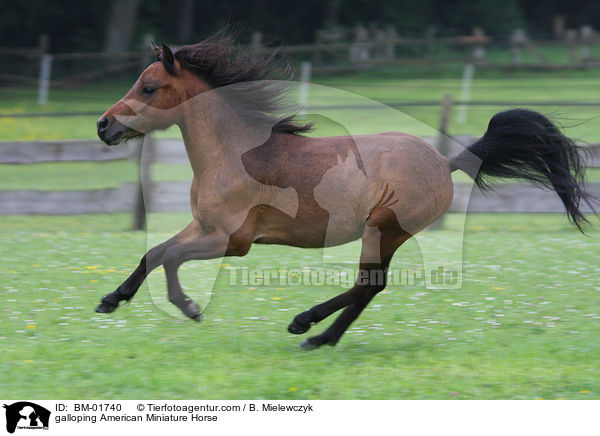 galoppierendes Amerikanisches Miniaturpferd / galloping American Miniature Horse / BM-01740