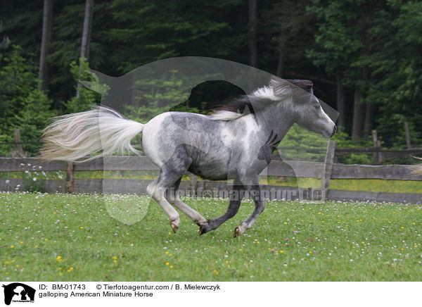 galoppierendes Amerikanisches Miniaturpferd / galloping American Miniature Horse / BM-01743
