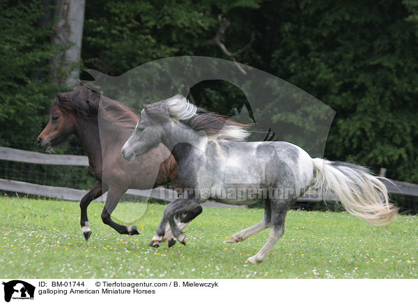 galoppierende Amerikanische Miniaturpferde / galloping American Miniature Horses / BM-01744