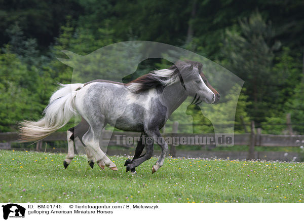 galoppierende Amerikanische Miniaturpferde / galloping American Miniature Horses / BM-01745