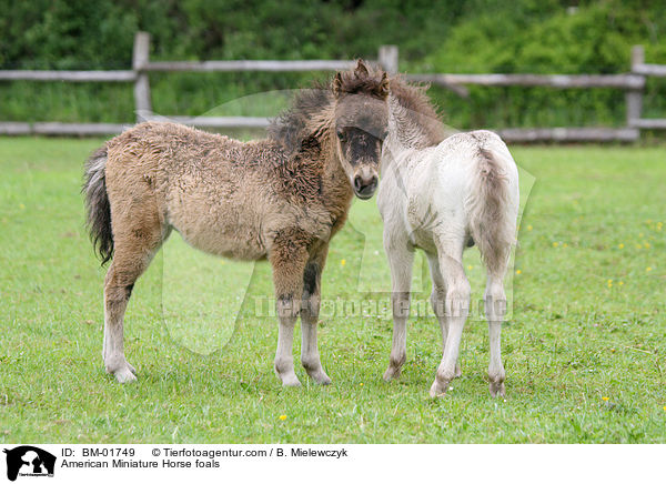 Amerikanische Miniaturpferd Fohlen / American Miniature Horse foals / BM-01749