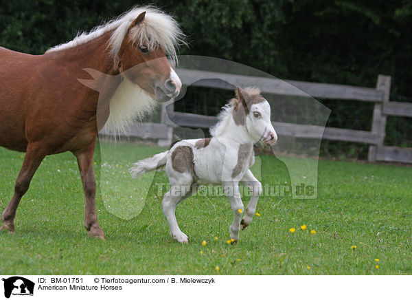 Amerikanische Miniaturpferde / American Miniature Horses / BM-01751