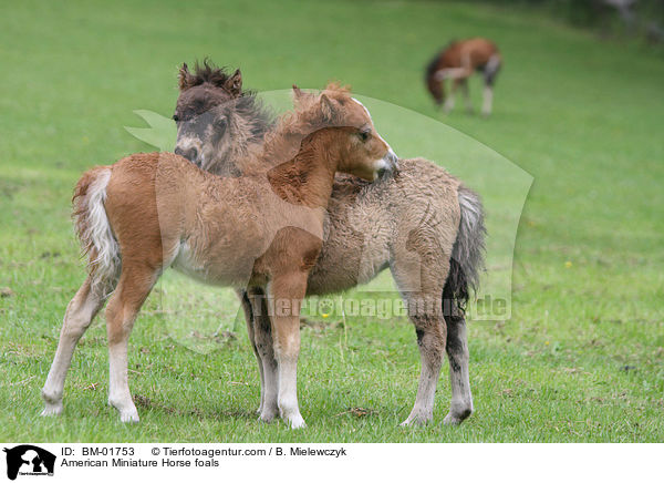 Amerikanische Miniaturpferd Fohlen / American Miniature Horse foals / BM-01753