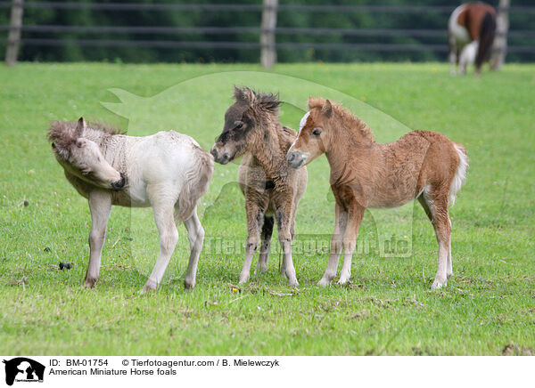 Amerikanische Miniaturpferd Fohlen / American Miniature Horse foals / BM-01754