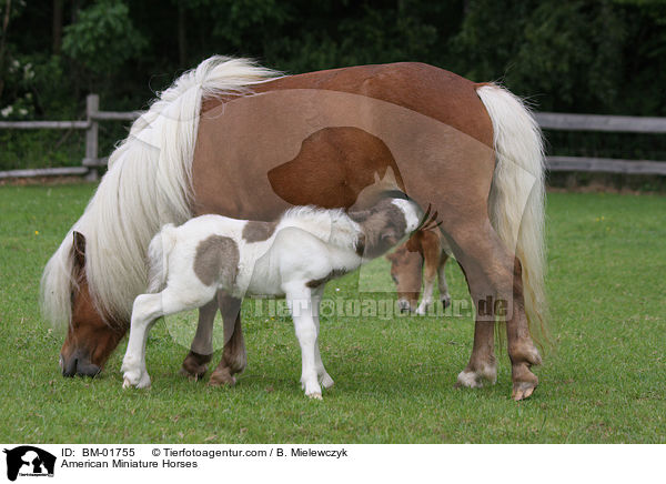 Amerikanische Miniaturpferde / American Miniature Horses / BM-01755