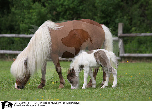 Amerikanische Miniaturpferde / American Miniature Horses / BM-01757