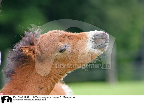 Amerikanisches Miniaturpferd Fohlen / American Miniature Horse foal / BM-01759