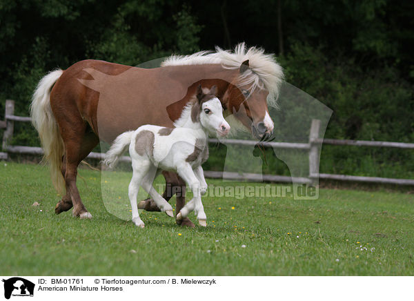 Amerikanische Miniaturpferde / American Miniature Horses / BM-01761