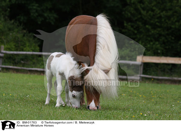 Amerikanische Miniaturpferde / American Miniature Horses / BM-01763