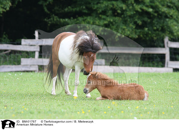 Amerikanische Miniaturpferde / American Miniature Horses / BM-01767