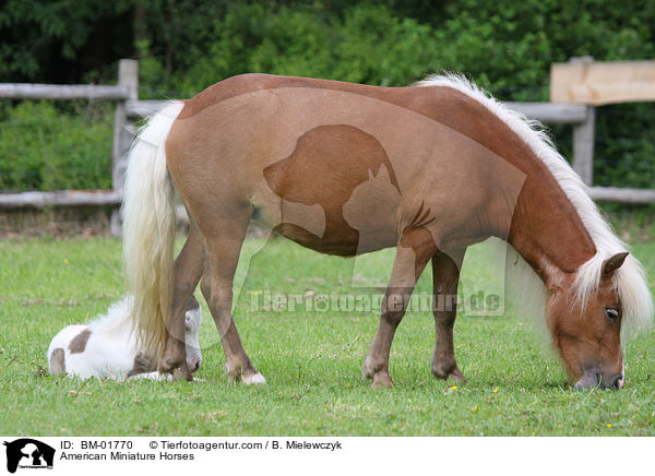 Amerikanische Miniaturpferde / American Miniature Horses / BM-01770