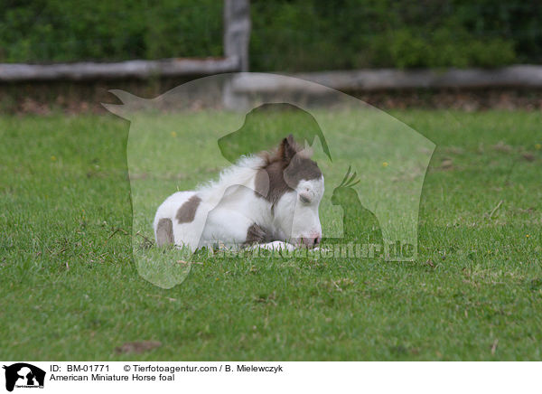 Amerikanisches Miniaturpferd Fohlen / American Miniature Horse foal / BM-01771