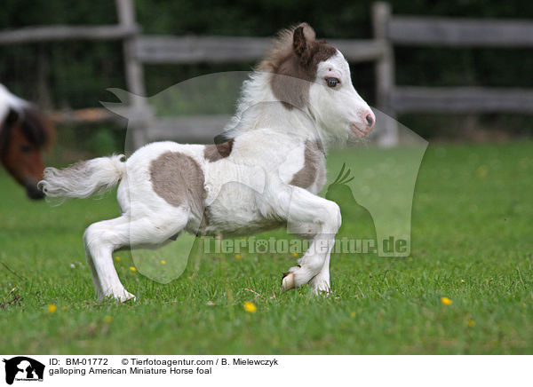 galoppierendes Amerikanisches Miniaturpferd Fohlen / galloping American Miniature Horse foal / BM-01772