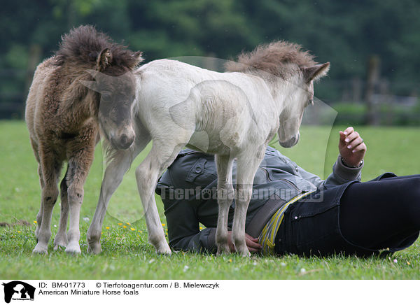 Amerikanische Miniaturpferd Fohlen / American Miniature Horse foals / BM-01773