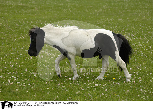 American Miniature Horse / American Miniature Horse / CD-01407