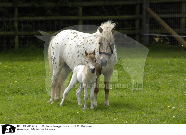 American Miniature Horses / American Miniature Horses / CD-01437