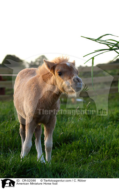 American Miniature Horse foal / CR-02086