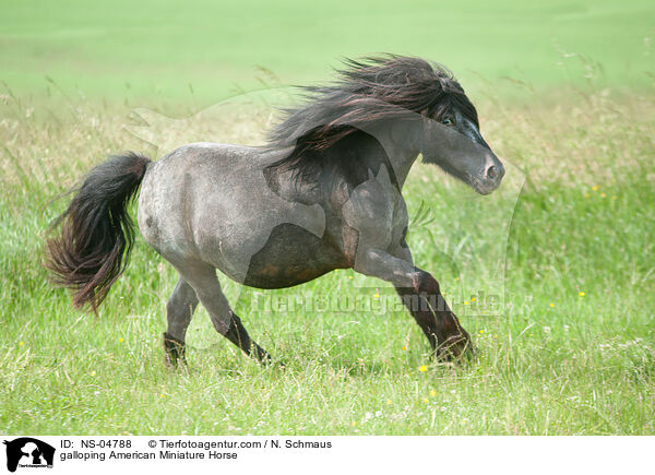 galoppierendes American Miniature Horse / galloping American Miniature Horse / NS-04788