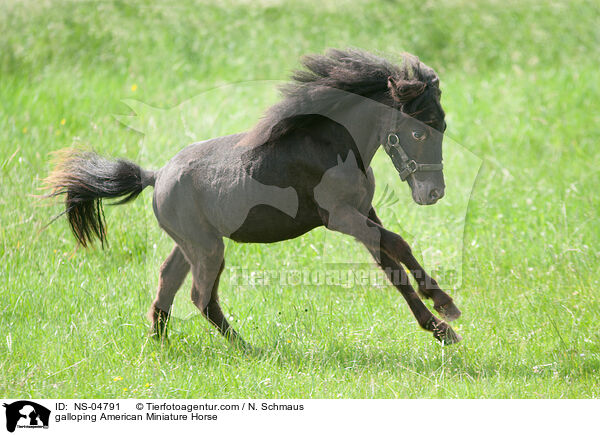 galoppierendes American Miniature Horse / galloping American Miniature Horse / NS-04791