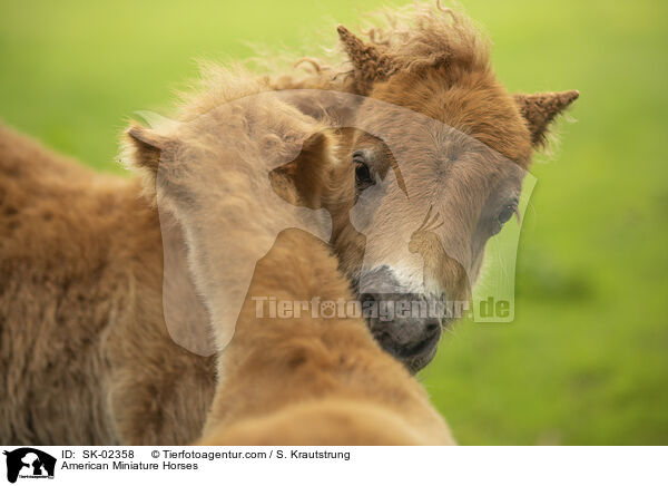 American Miniature Horses / SK-02358