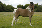 American Miniature Horse