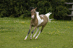 galloping American Miniature Horse