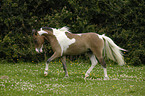 American Miniature Horse