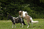 American Miniature Horses