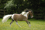 galloping American Miniature Horse