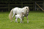 American Miniature Horses